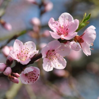 Ménage de Printemps