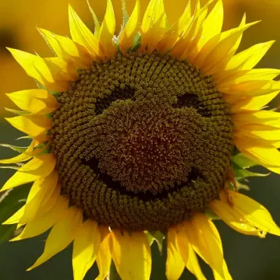 TEST DE RESSENTIS ! CONNECTEZ-VOUS A VOS RESSENTIS.