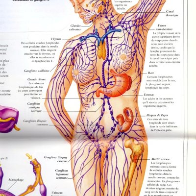 LA LYMPHE ET LA LYMPHO-ENERGIE