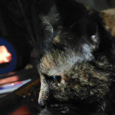 LE CHAT Analyse symbolique